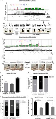 Status Epilepticus: Behavioral and Electroencephalography Seizure Correlates in Kainate Experimental Models